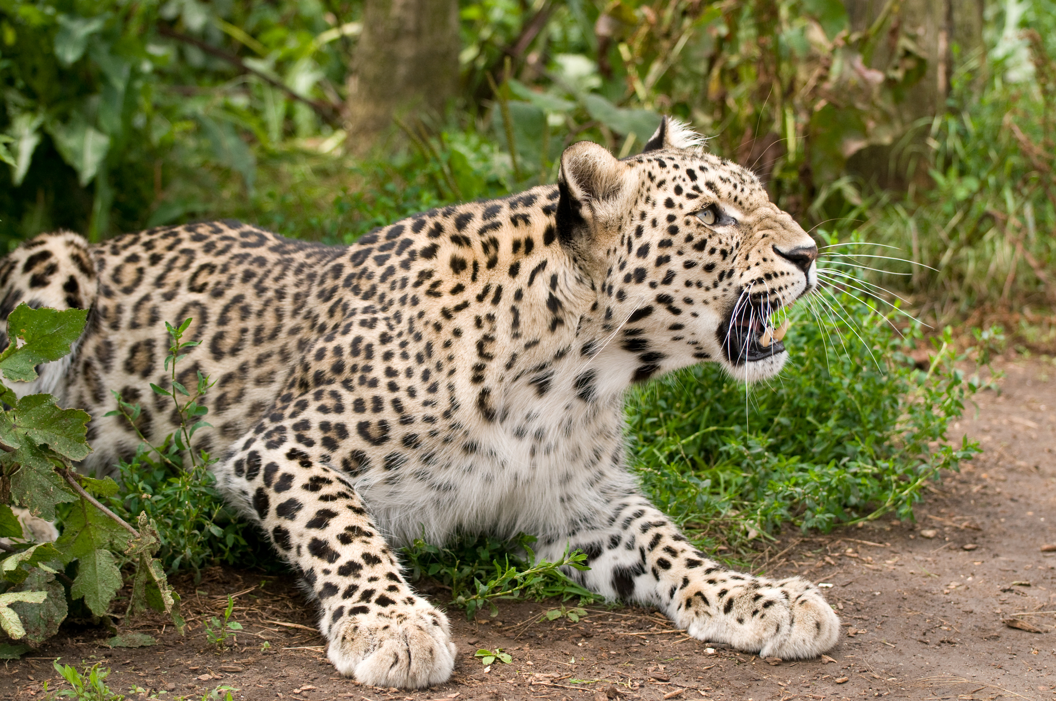 Rare Leopard Loses Leg After Getting It Stuck in Trap, Falling