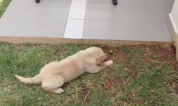 Golden Retriever Puppy Arguing With Archnemesis Fruit has Internet in Stitches