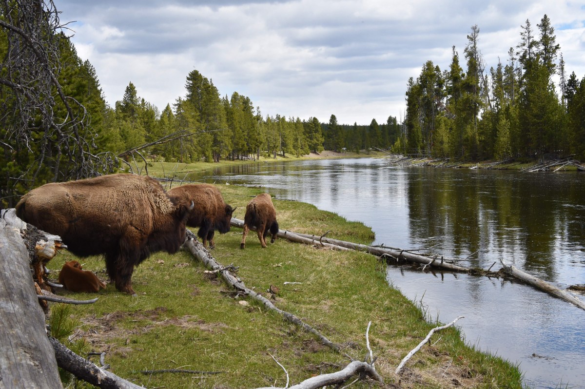 Gêiser de Yellowstone entra em erupção pela primeira vez em anos