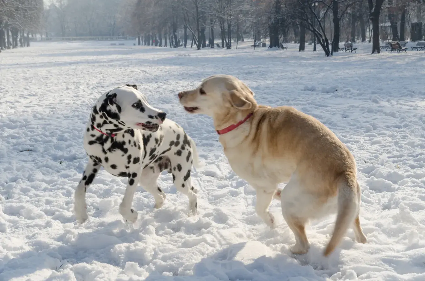 Dalmatian and Labrador playing
