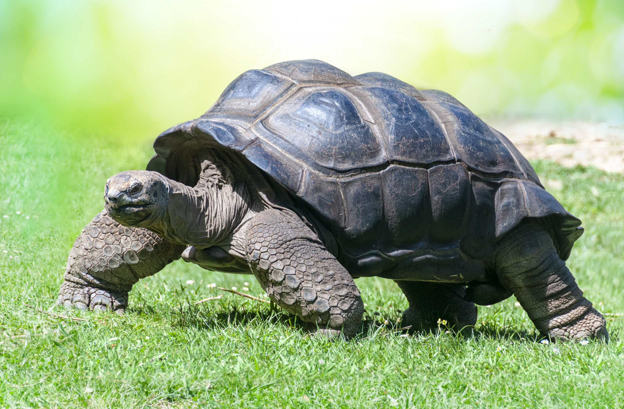 Ten Interesting Facts About Tortoises, From Swimming to