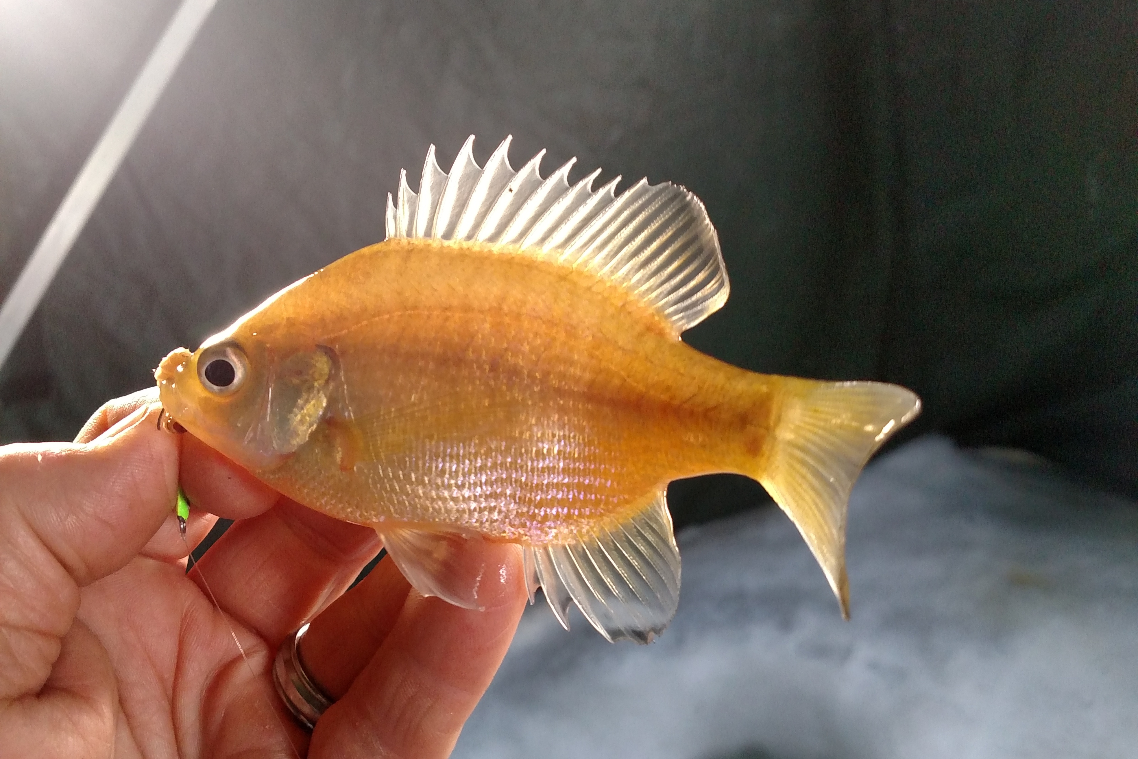 Man Catches Rare Golden Fish Whose Unusual Color Is Caused by