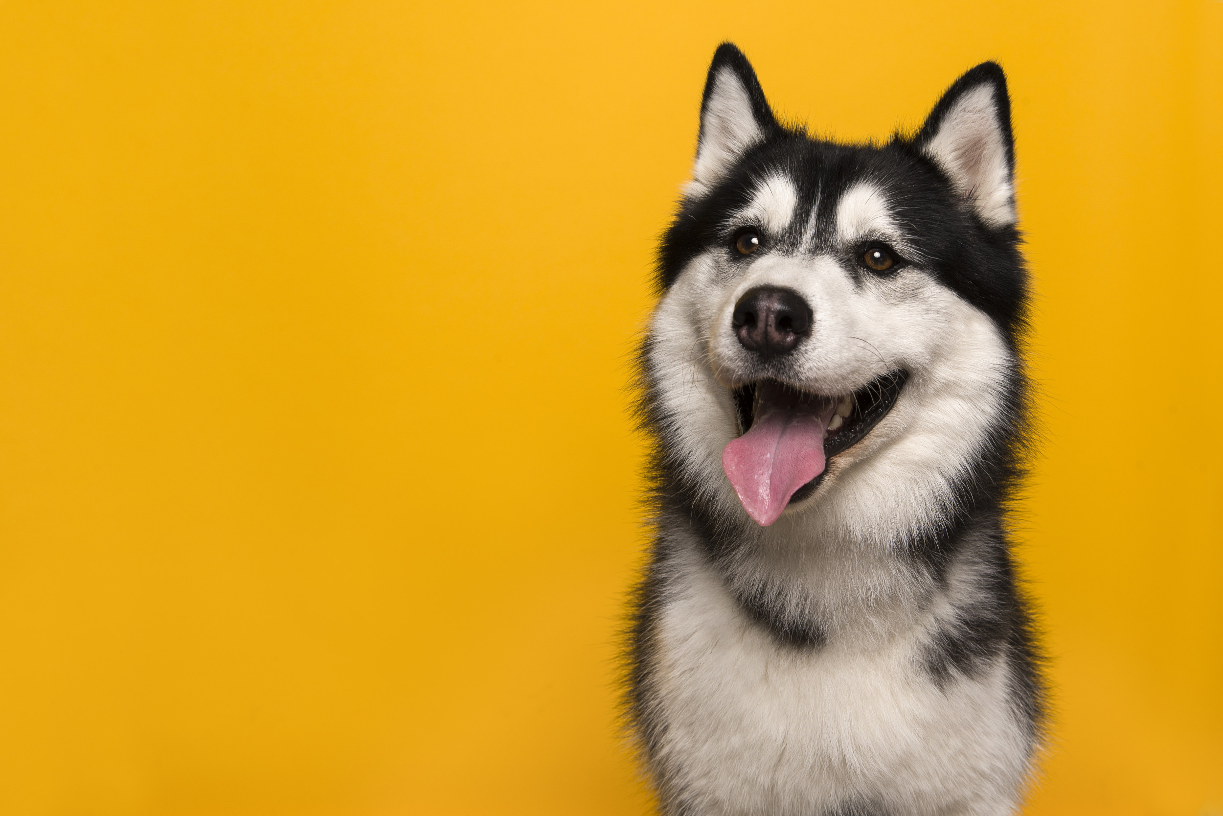 Viral Video of Corgi-Husky Mix Sparks Breeding Debate - Newsweek