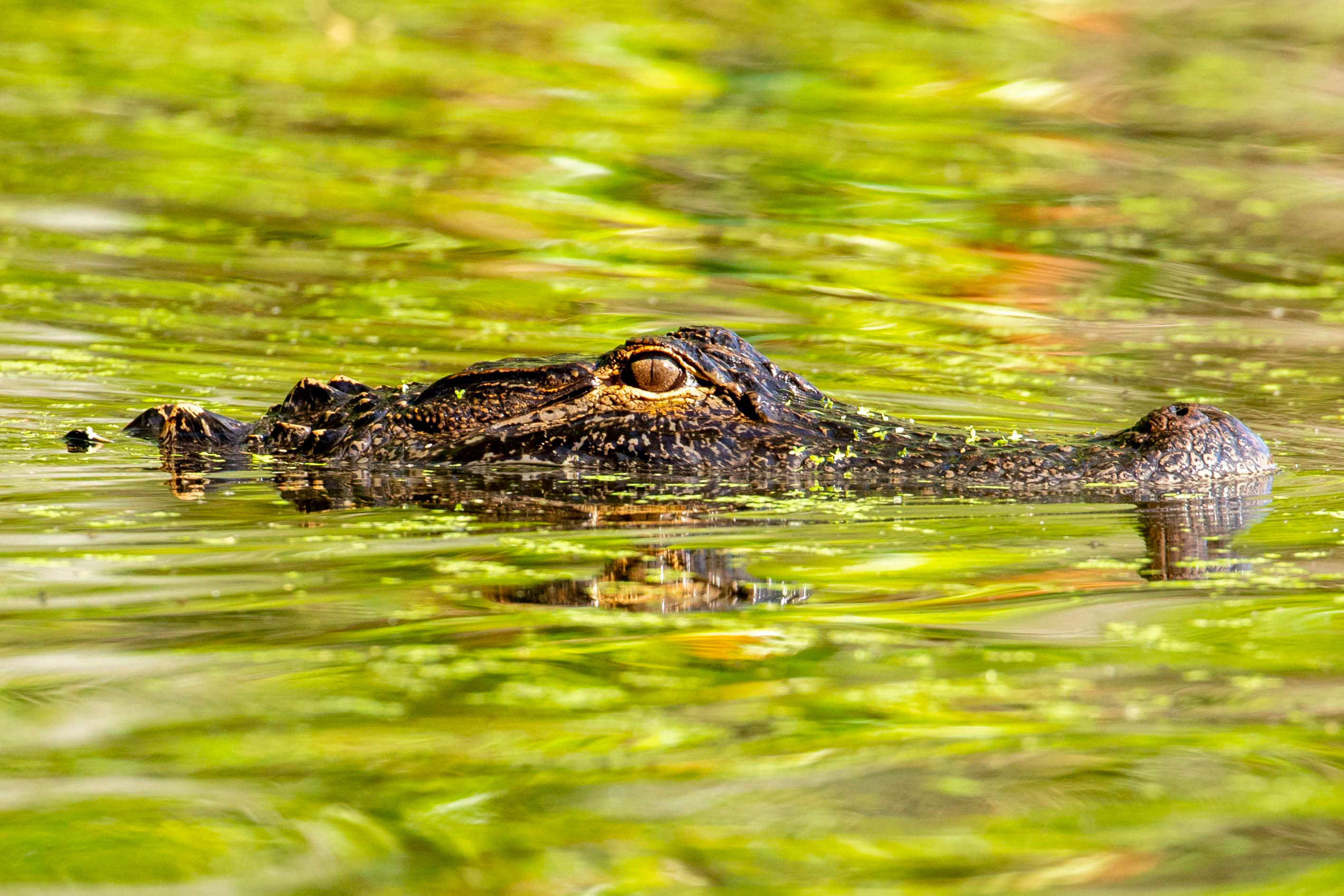 1998861-alligator.jpg?w=1600&h