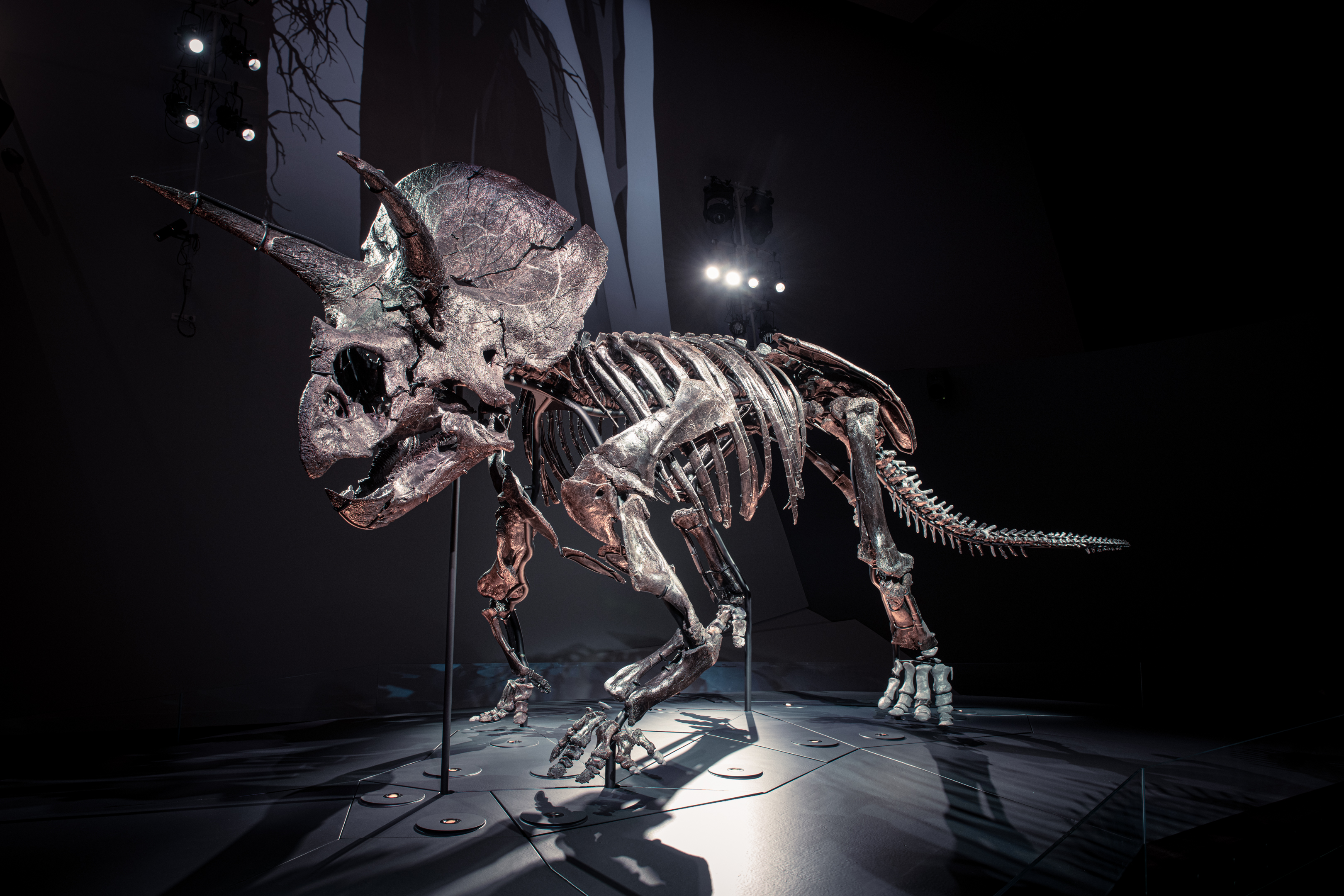Video Shows Most Complete Known Triceratops Skeleton Being Built