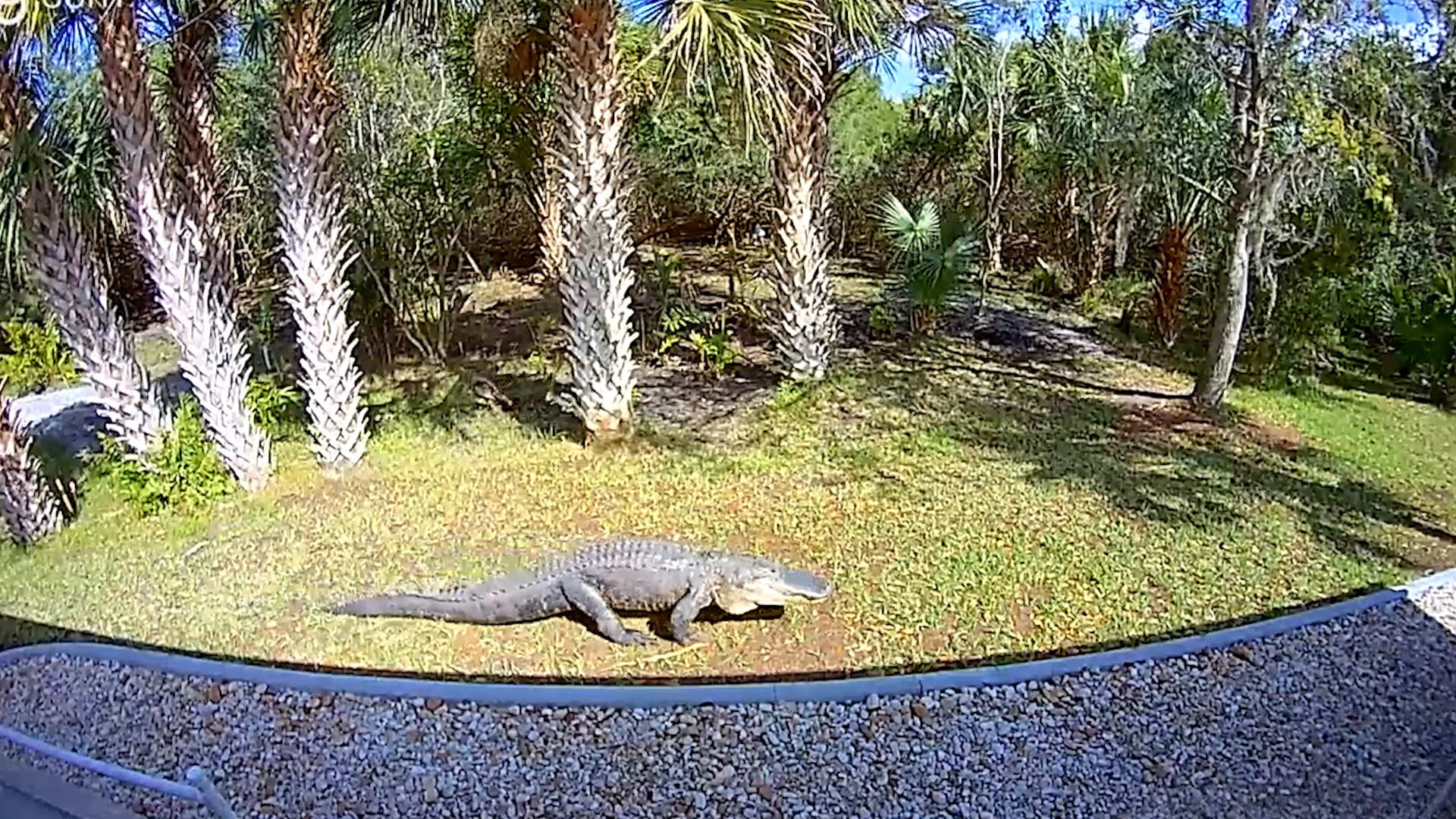 Huge Florida Alligator Struts Through Backyard Before Laying Down
