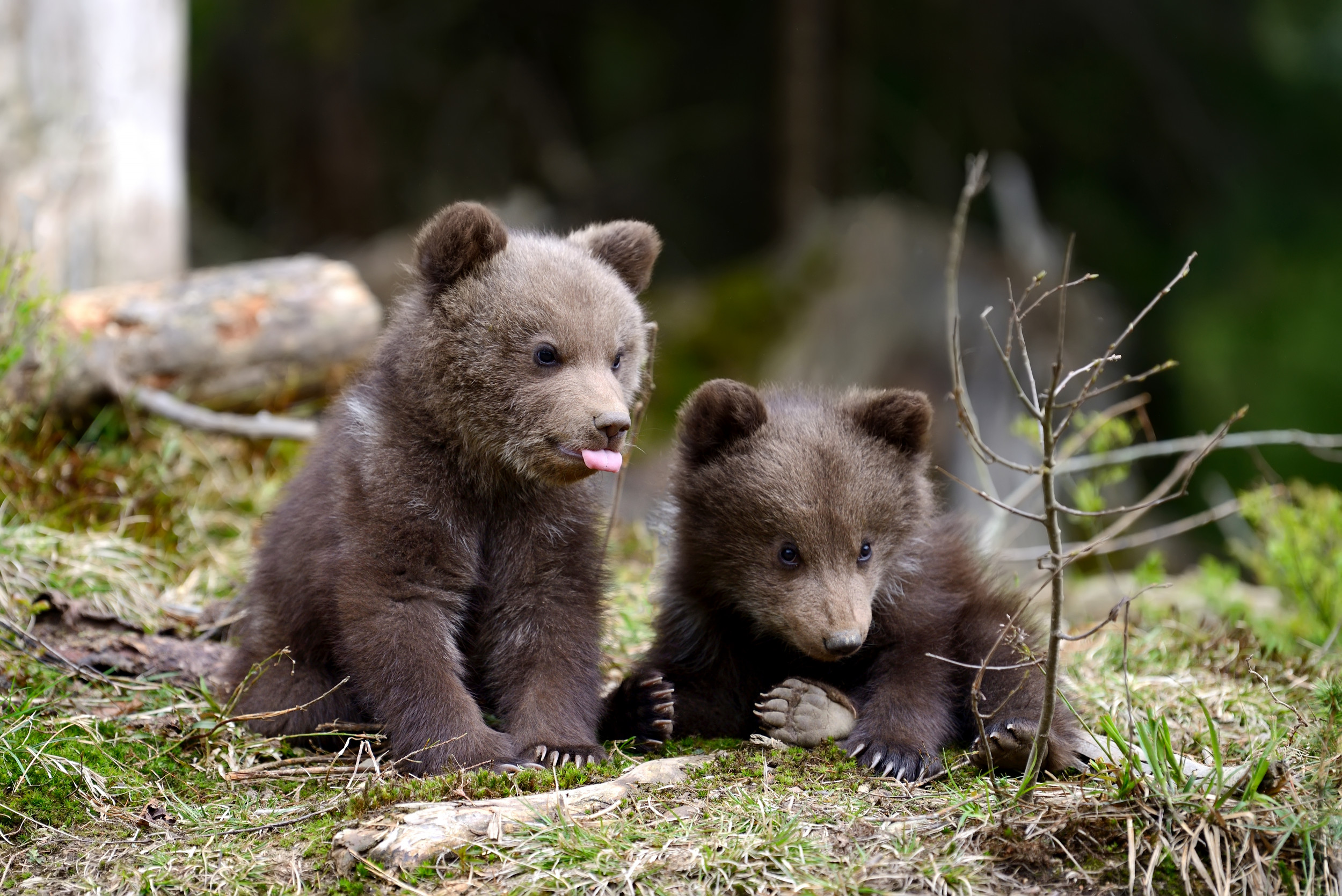 Video Shows Curious Bear Cub Open Car Door to Get a Bite of Man's