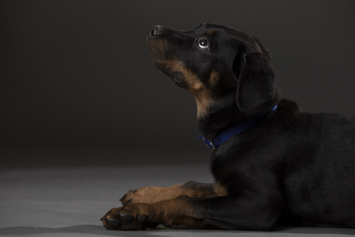 Dog Allegedly Abandoned at Shelter After Owners Decided He Was ‘Gay ...