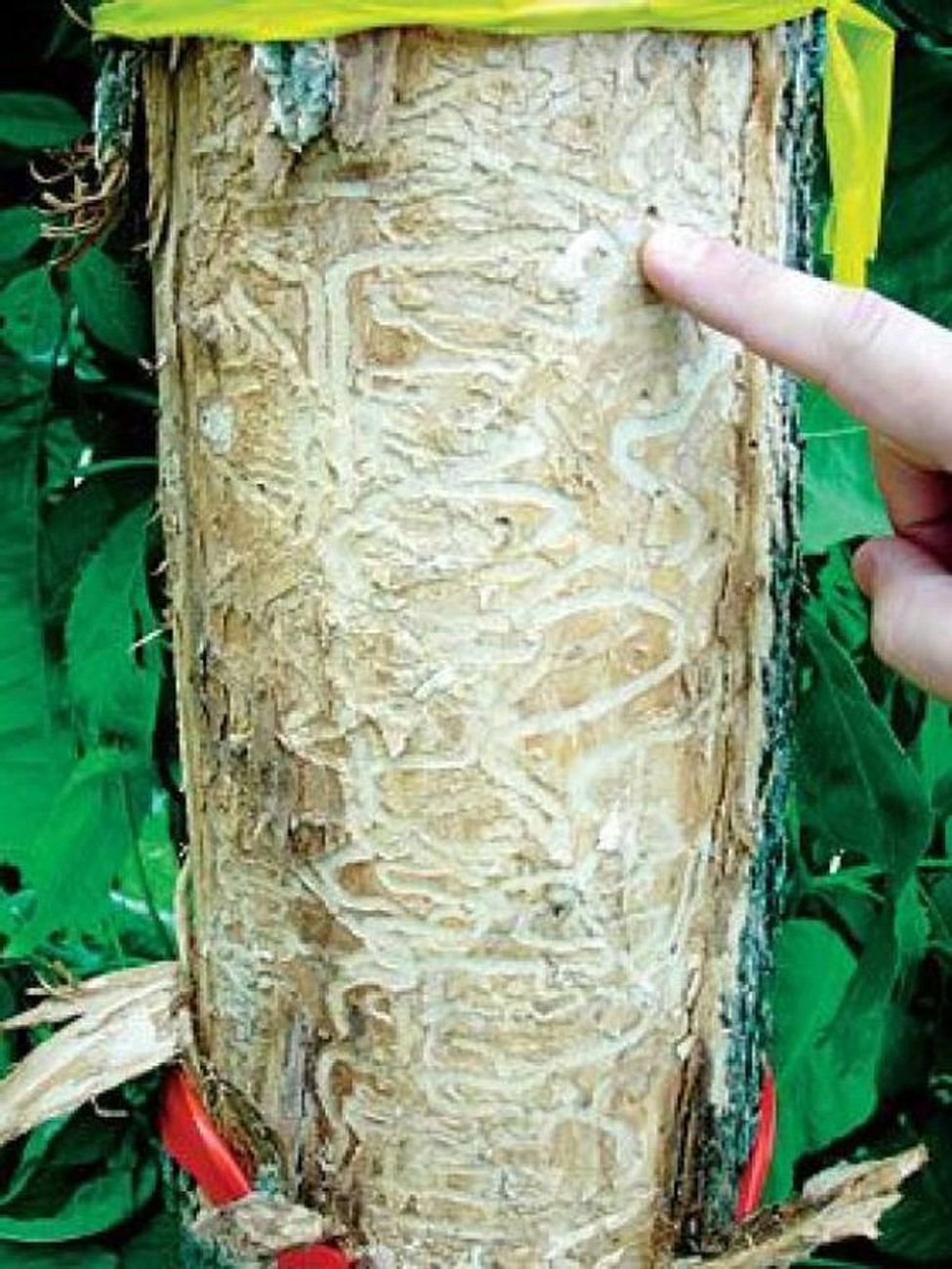 Propeller Tree Invasive Invasive Insects Expected to Kill 1.4 Million Urban Trees in the U.S ...