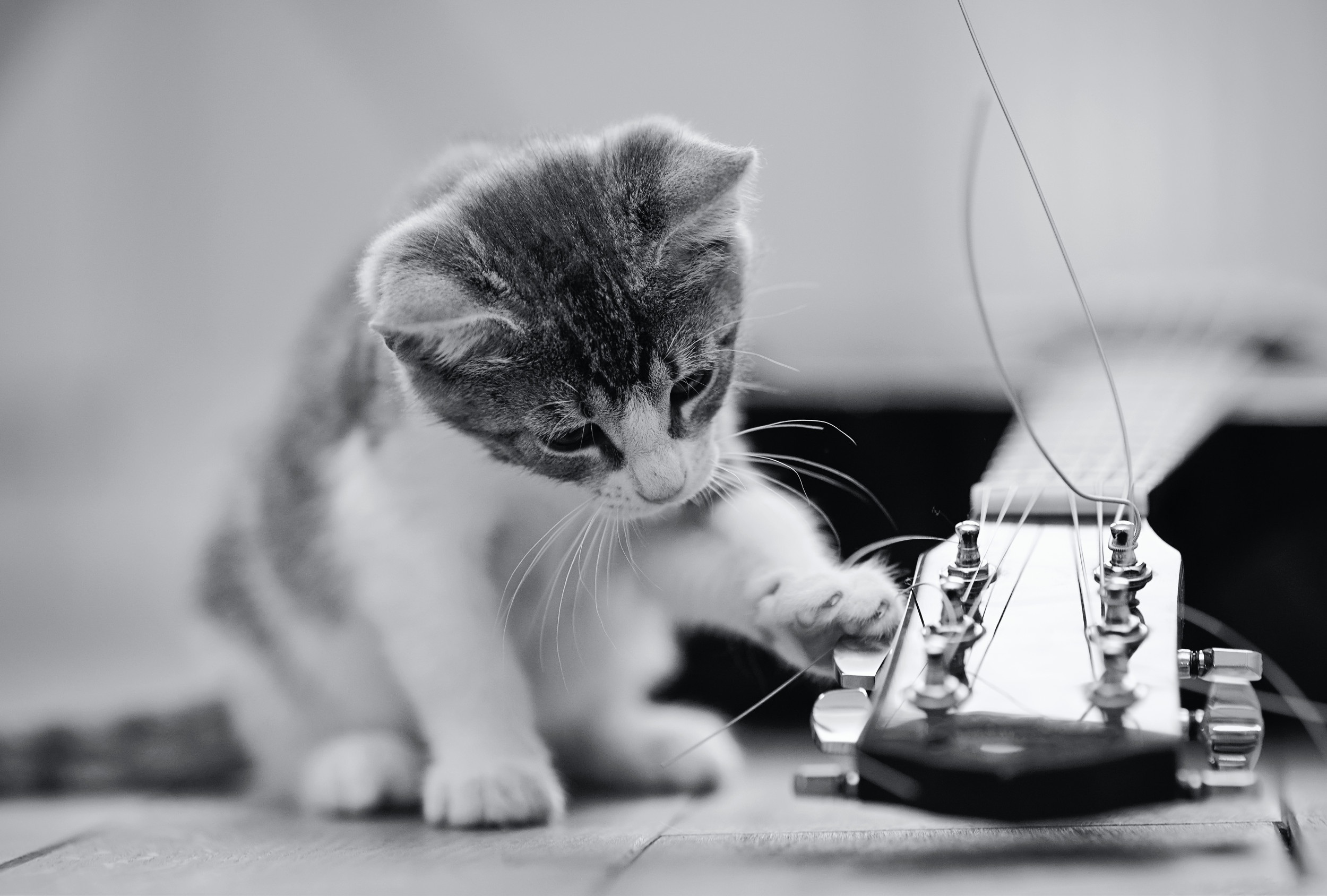 2007046-cat-guitar.jpg