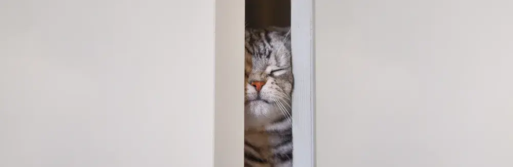 Cat’s Unique Method of Opening Doors Delights Internet: ‘Wrong Formula’