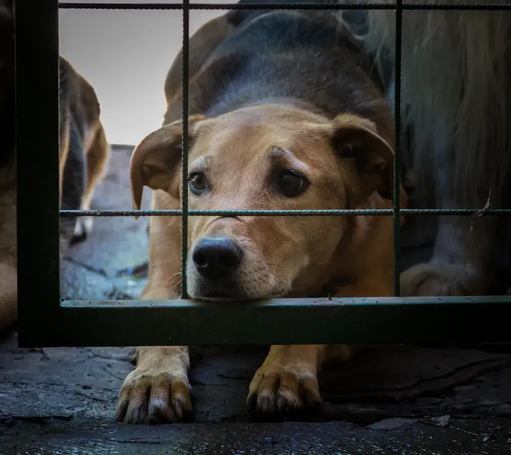 Ring Doorbell Video of Dog Being Kicked, Slammed Onto Sidewalk Sparks Probe