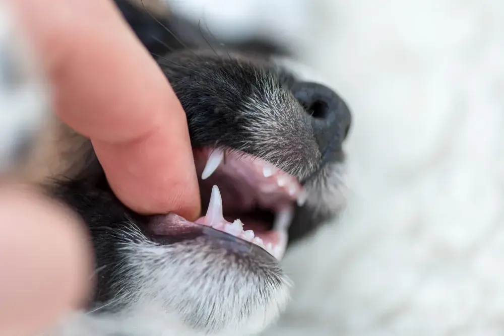 Dog Owners Are Pretending Their Pet Bit Them in Concerning TikTok Trend