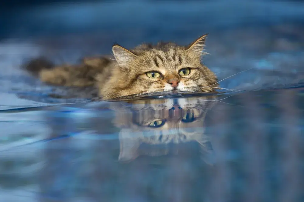 Cats ‘Conditioned’ To Like Water in TikTok Videos