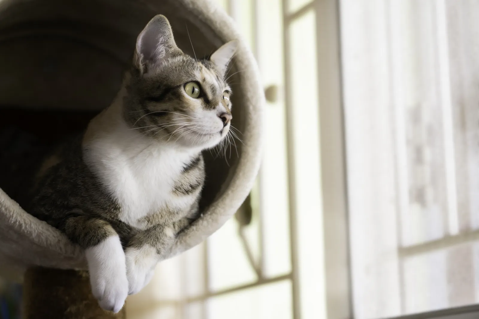 Badass' Biker Cat Riding Motorcycle in Tiny Helmet Branded the Coolest -  Newsweek