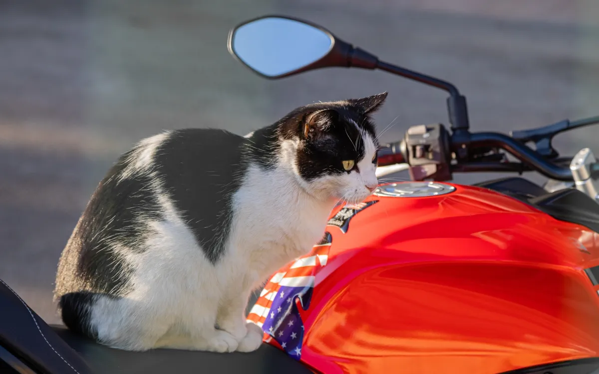asian man with cat on motorcycle with helmet Badass' Biker Cat Riding Motorcycle in Tiny Helmet Branded the Coolest