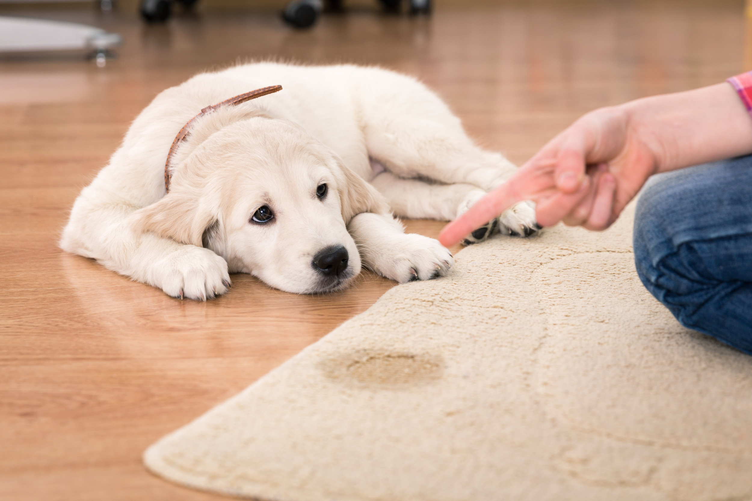 Teach a Puppy Not to Chew Furniture