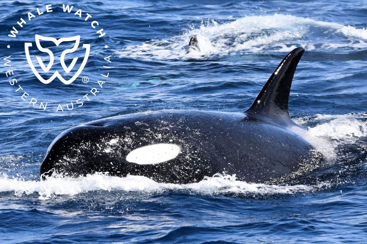 elfbar nachfüll pod läuft aus Orca Pod