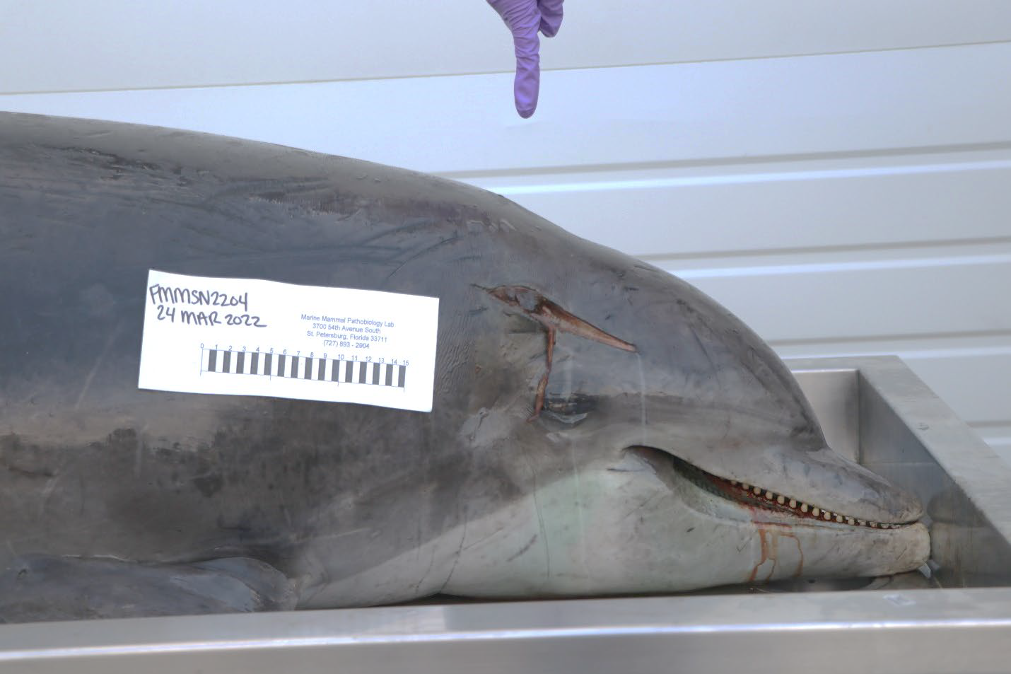 Dolphin様 オーダー中 Dolphin Impaled in Head in Florida Leaves Officials Scrambling