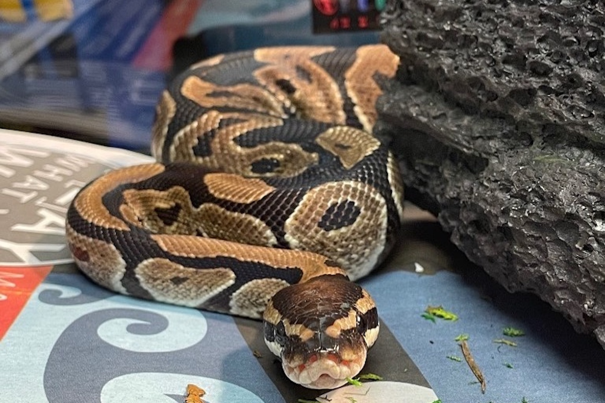 2022798-python-called-