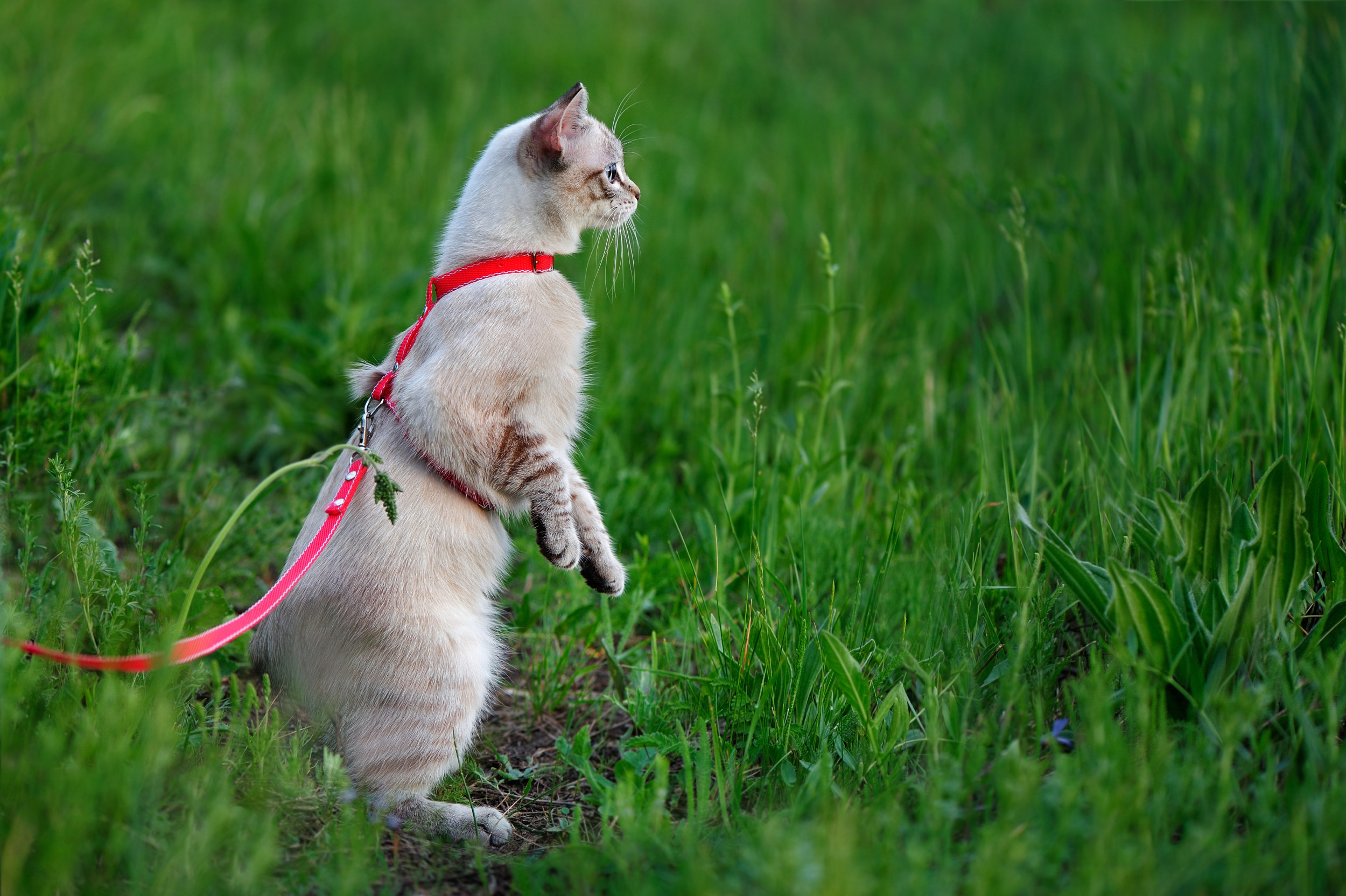 Can Ou Jog With a Cat on Leash Breeds: Top Active Feline Choices