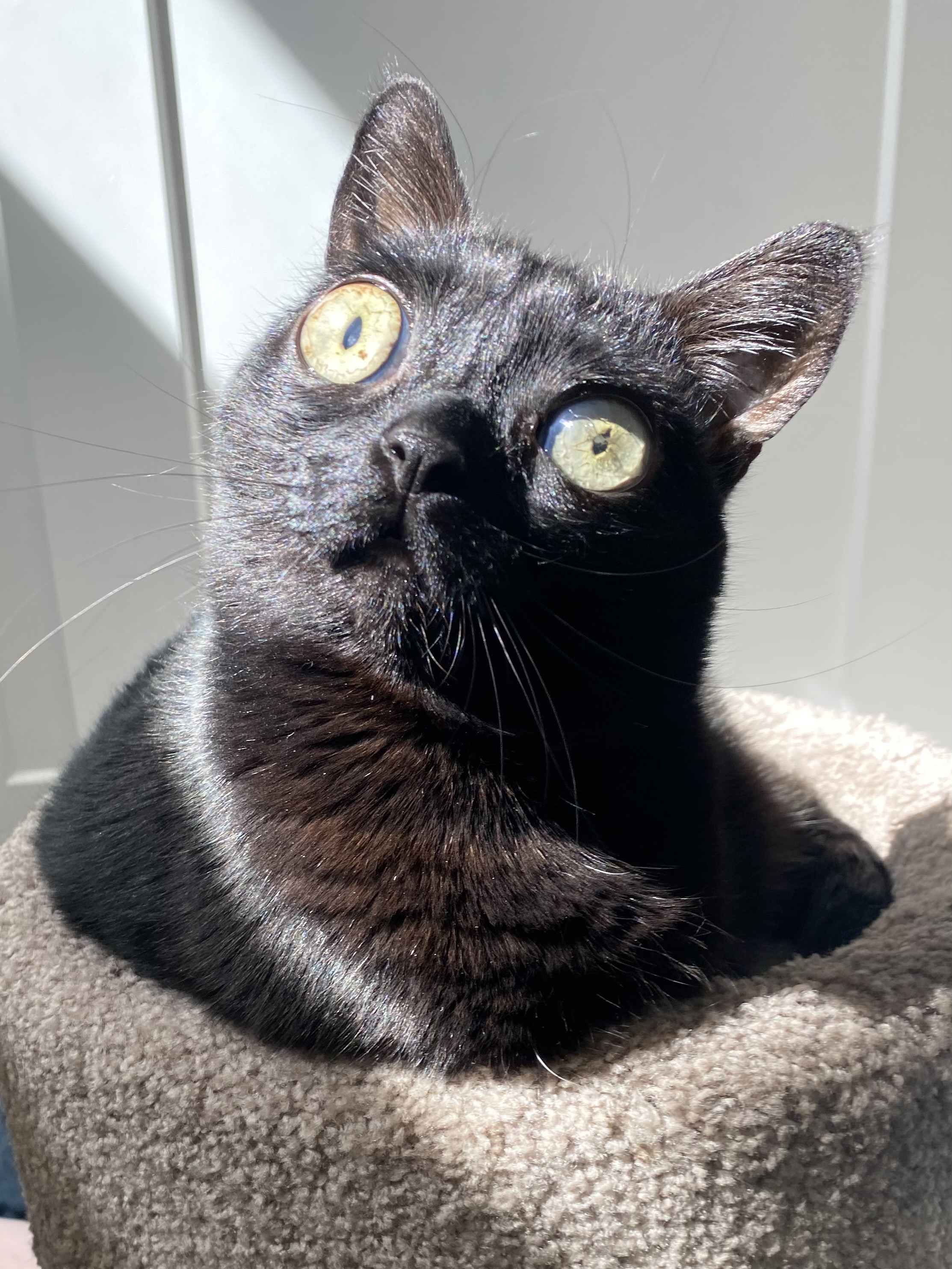 My Rescue Cat Became The Mayor of Hell' - Newsweek