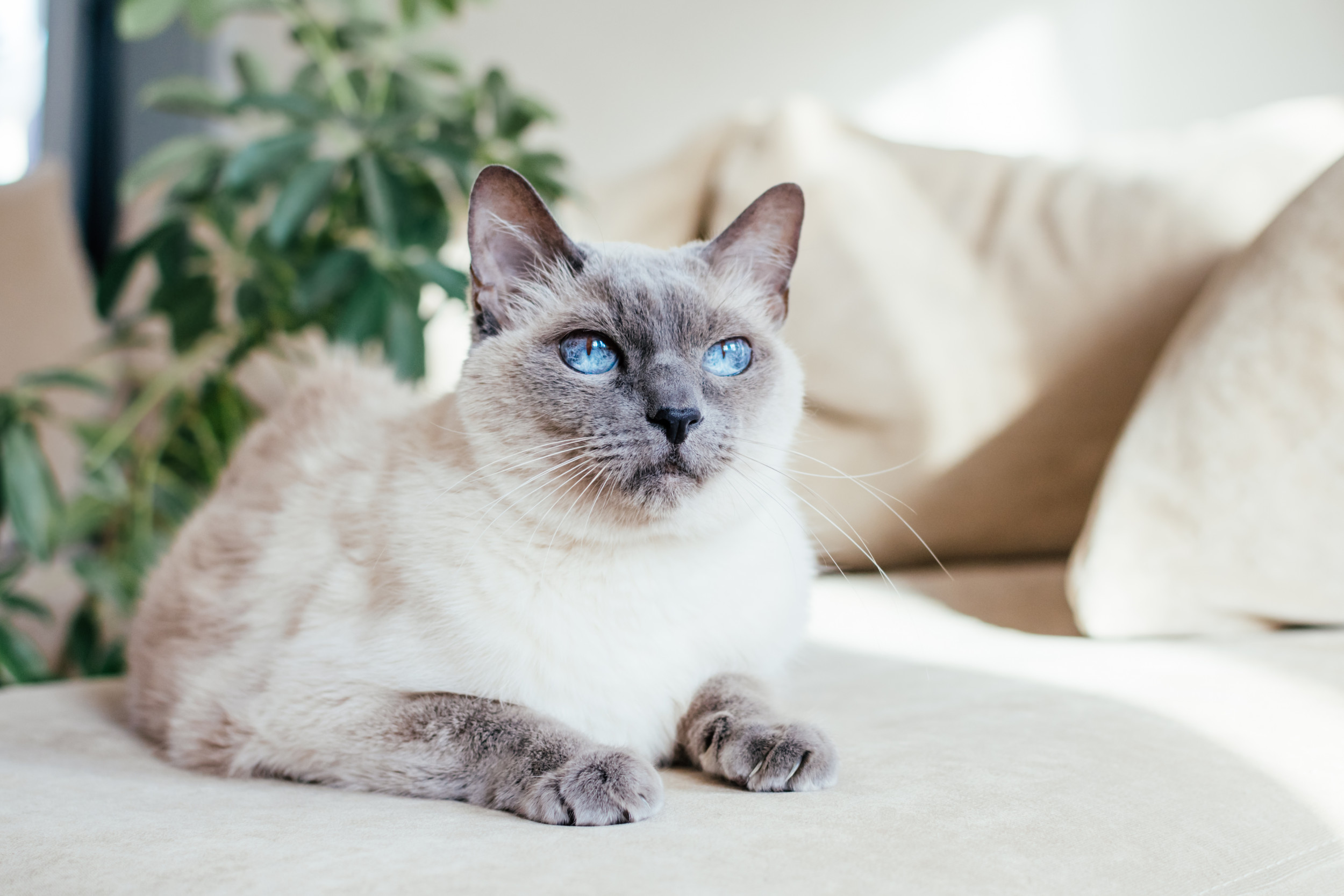 2026567-ashley-missing-cat-