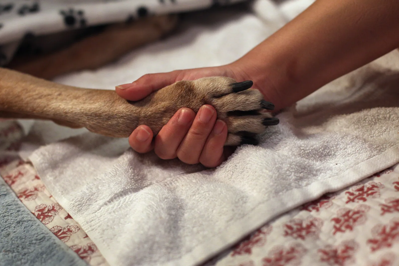 Veterinarian Charged With Abusing Pets: ‘We Are Absolutely Sickened ...