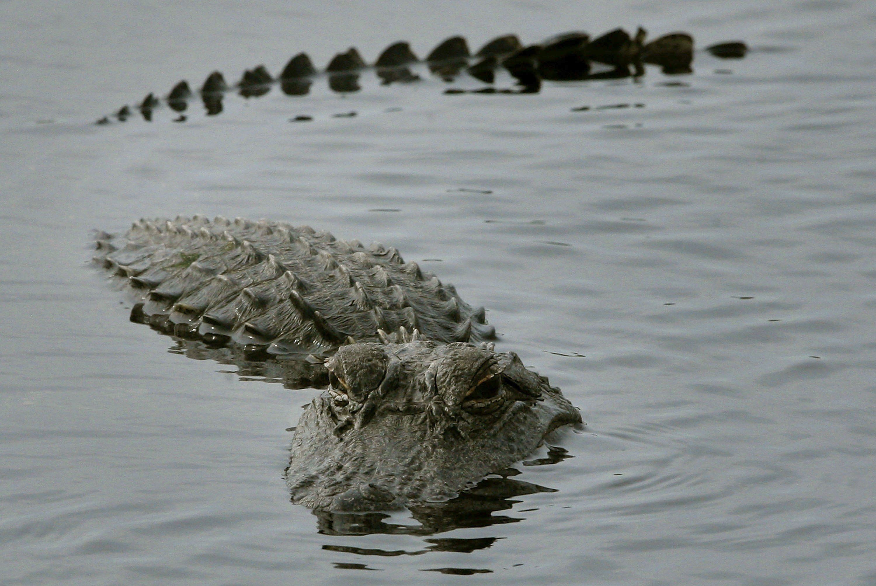 2029538-alligator-steals-diet-