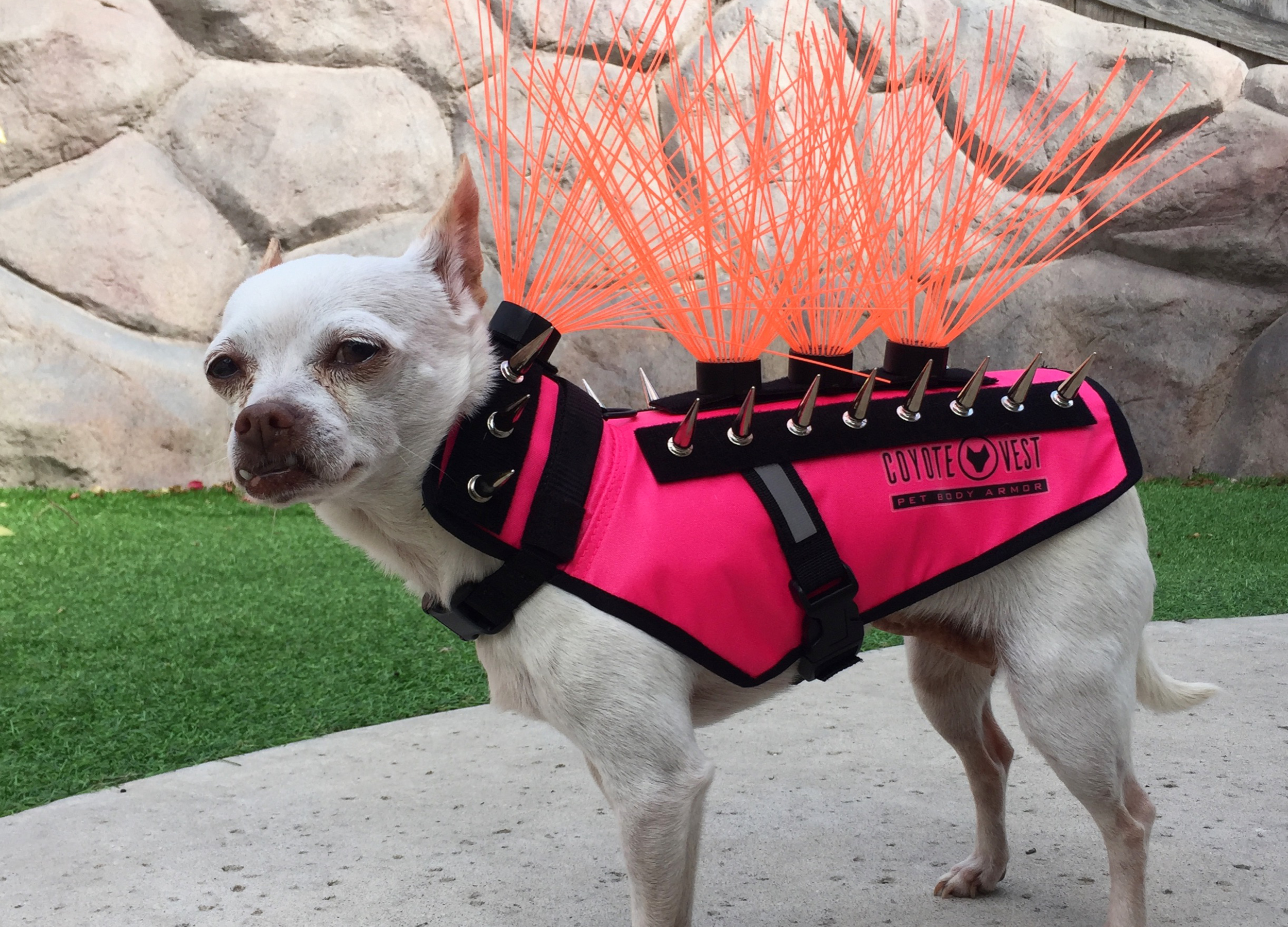 dog collar shark tank coyote vest for dogs