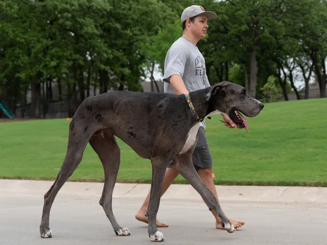 Texas Great Dane Is Officially World’s Tallest Dog at 3’5″ - Newsweek