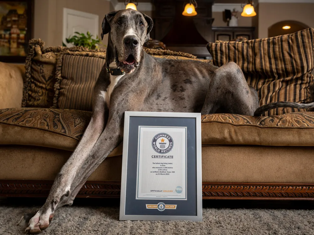 Texas Great Dane Is Officially World’s Tallest Dog at 3’5″ - Newsweek