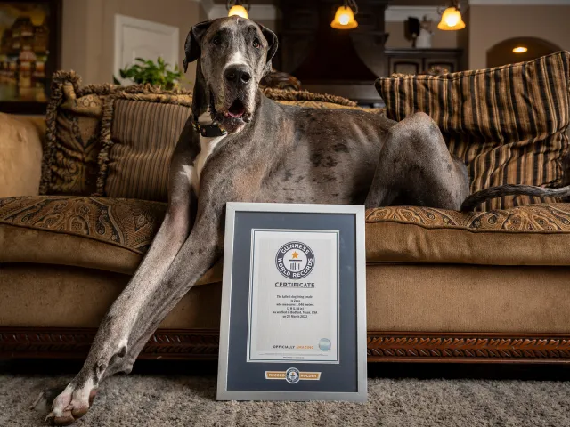 Texas Great Dane Is Officially World’s Tallest Dog at 3’5″ - Newsweek