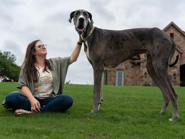 Texas Great Dane Is Officially World’s Tallest Dog at 3’5″ - Newsweek