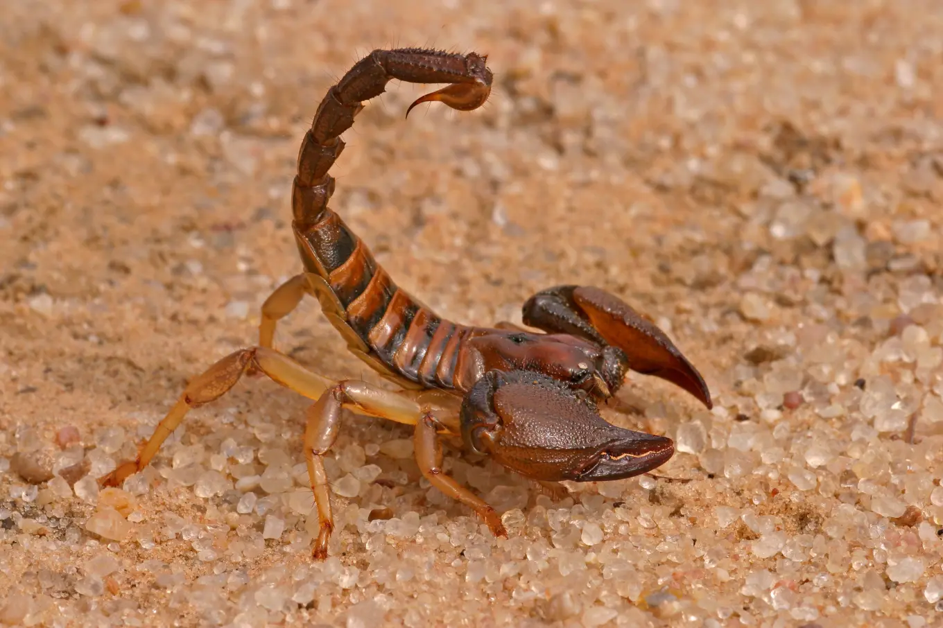 Video of Thousands of Scorpions in Abandoned House Horrif... - Newsweek