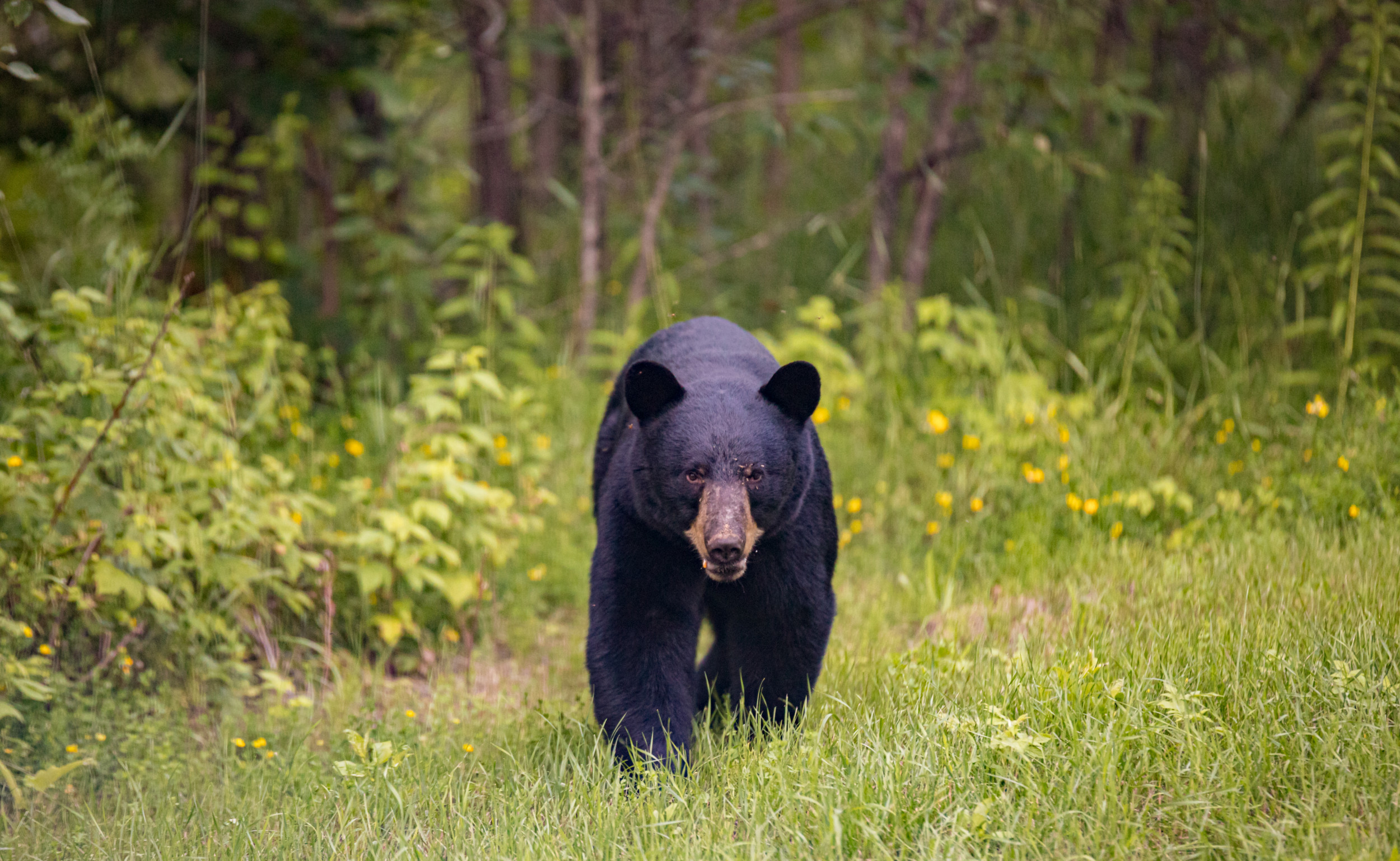 New Jersey Woman Attacked By Bear As She Checked Her Mail - Newsweek New Jersey Woman Attacked By Bear As She Checked Her Mail - Newsweek