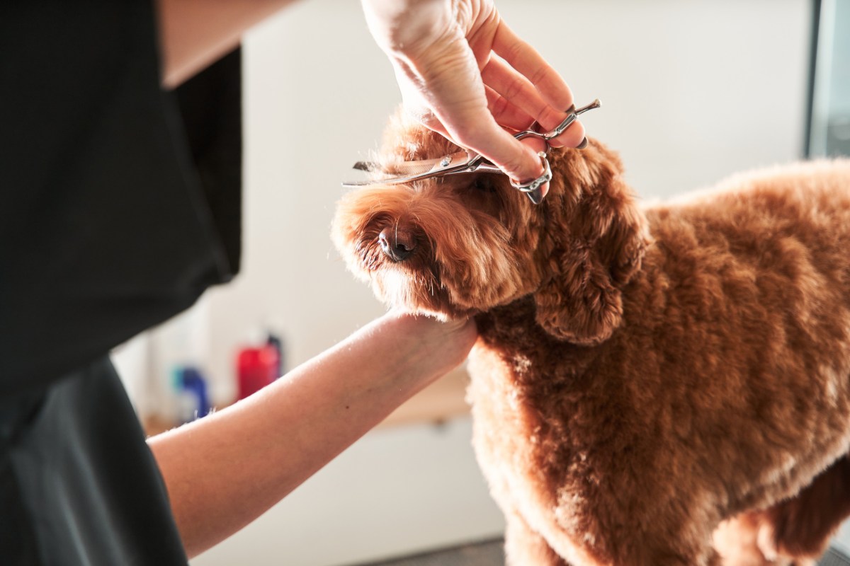 How Long Does Grooming Take for Small Dogs: Quick & Easy Guide