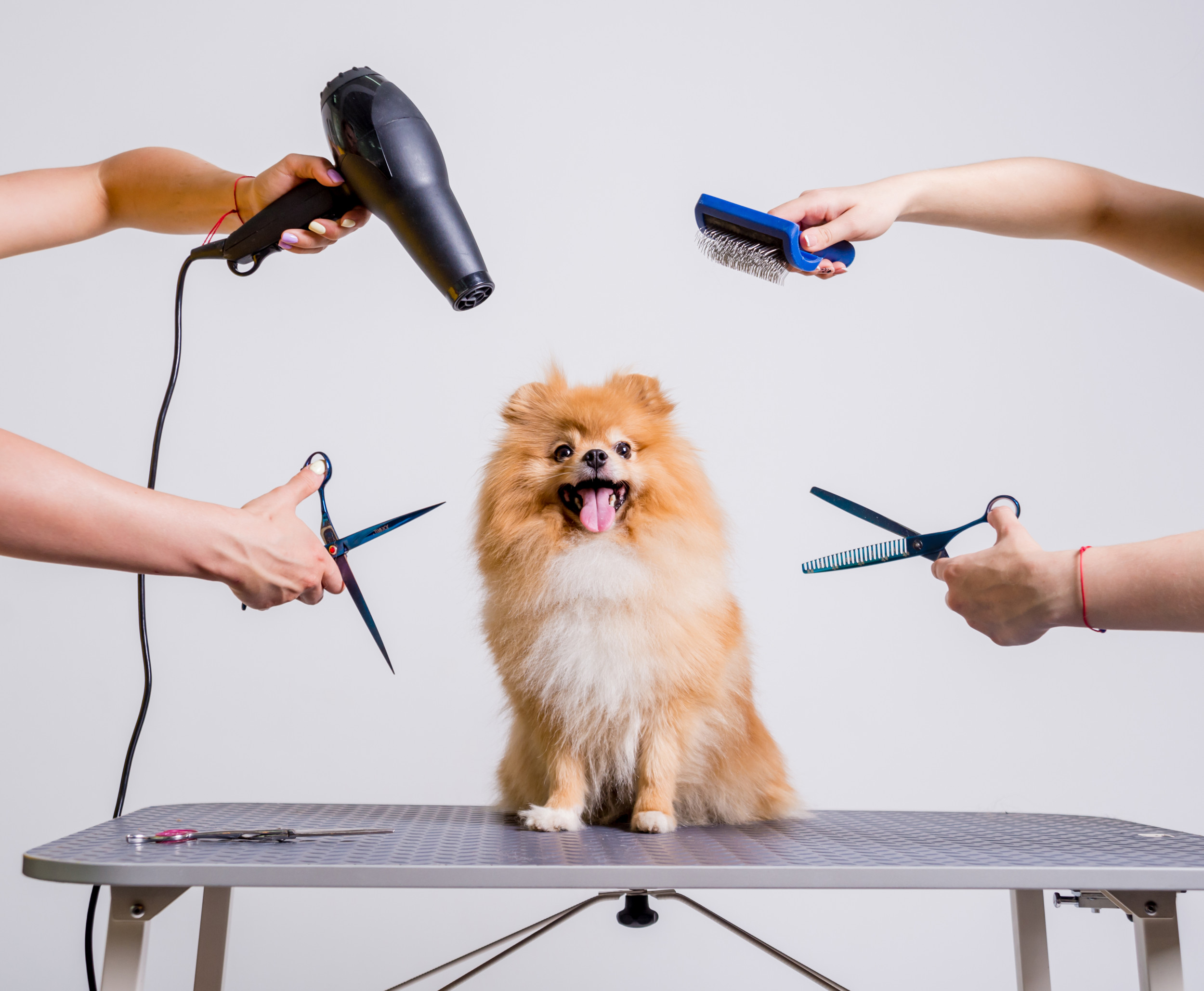 How Cute Dog Grooming: Tips for Adorable, Healthy Pets