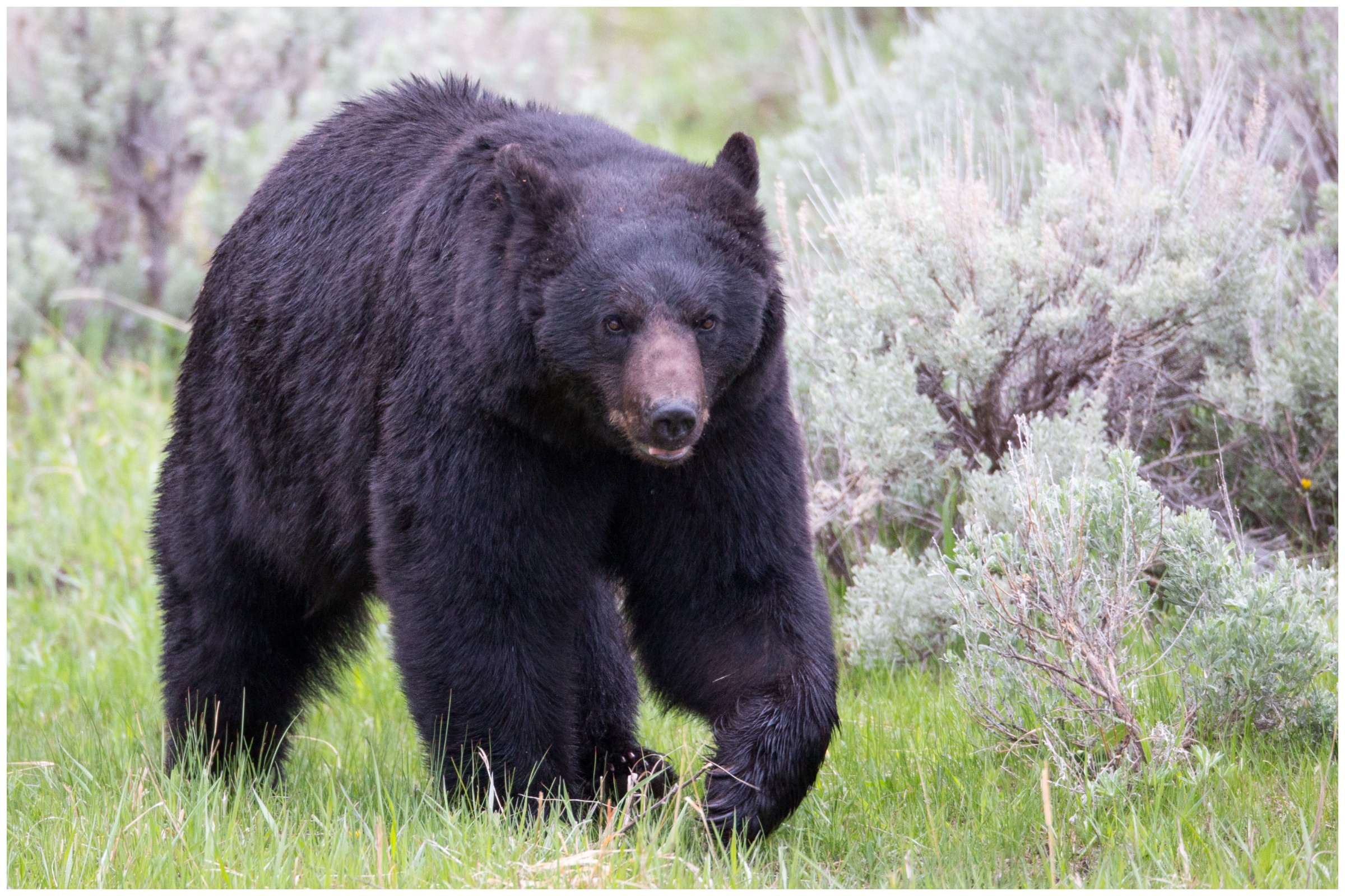 Husband, Wife Use Kitchen Knife To Fight Off Bear in Home - Newsweek