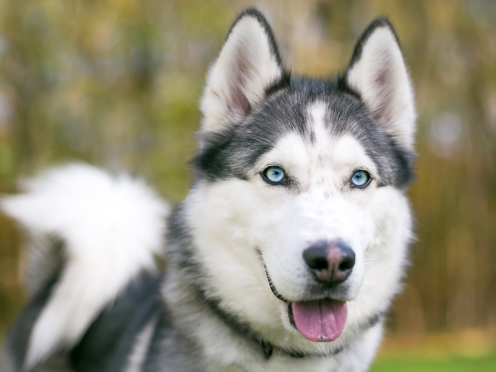 Husky Responds to Owner's Question About Walkies in Funny Video