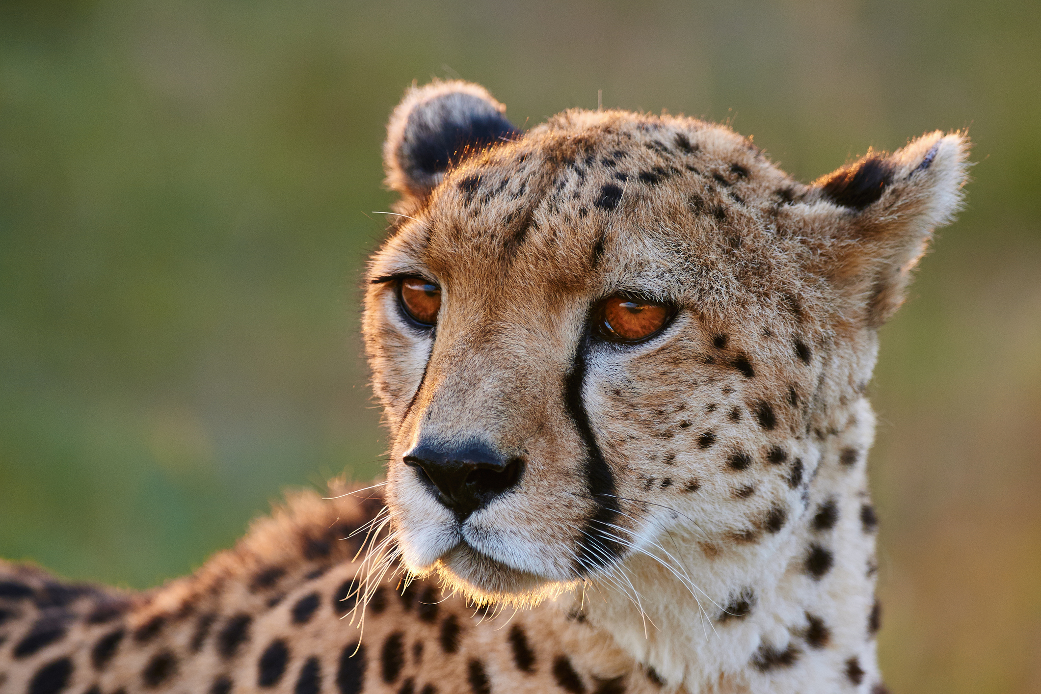 Prehistoric Cheetahs Locked in Battle to Death Discovered in Grand