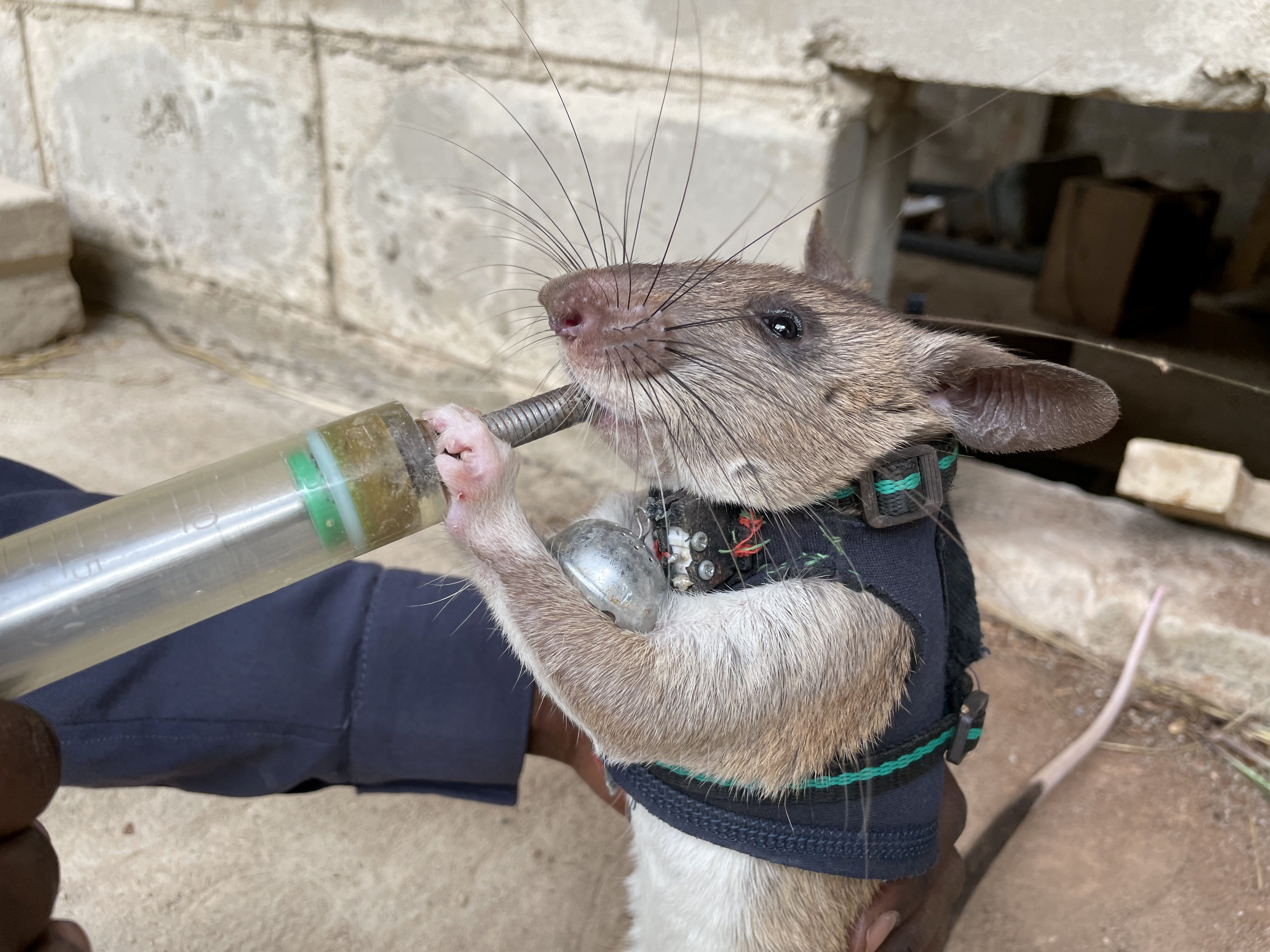Trained Rats to Be Sent Into Earthquake Debris Wearing Tiny