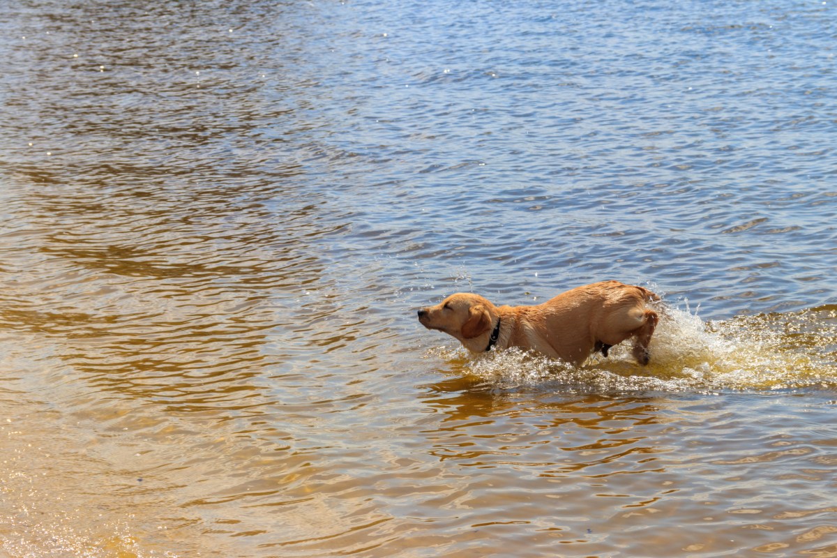 Dog Saves Fellow Canine From Being Swept Away by River in Adorable ...