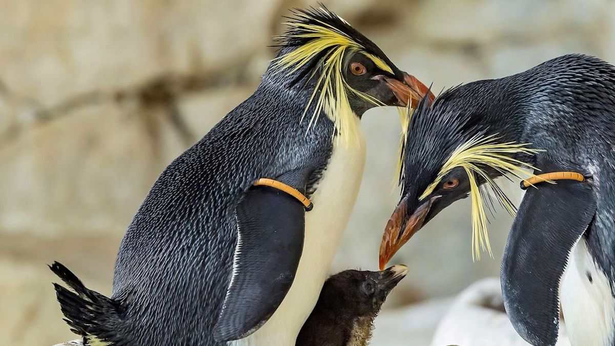 Watch: Adorable Rockhopper Penguin Chicks Steal the Show - Newsweek