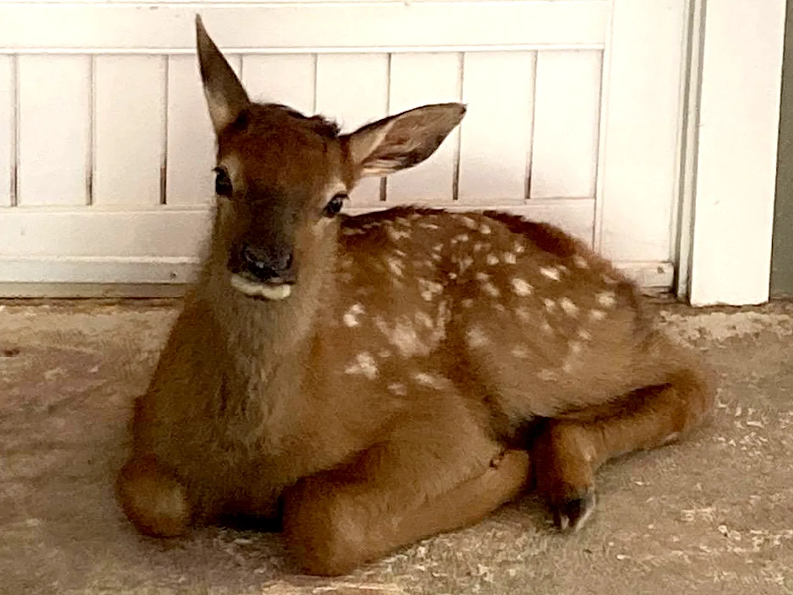 Adorable Baby Elk Left on Arizona Front Doorstep for 'Daycare' - Newsweek, image size:1600x1200