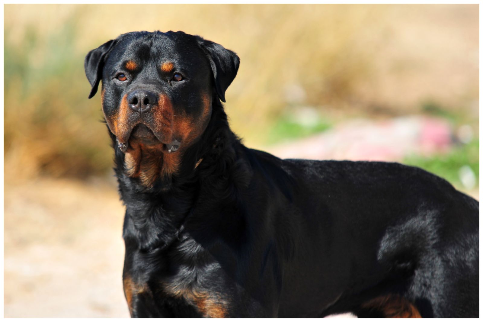 Elderly Woman Killed by Family Dog in Savage Attack: Police - Newsweek