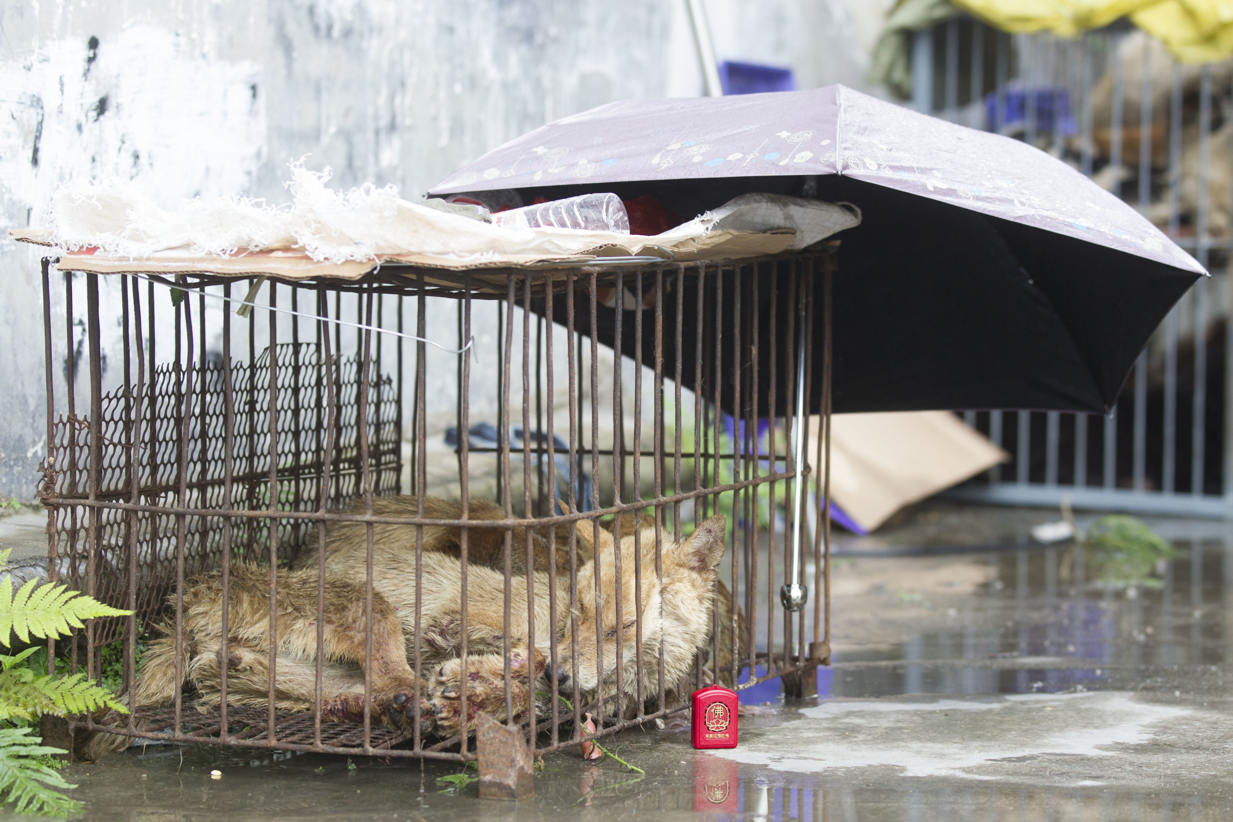 2056630-caged-dogs-slaughtered-yulin.jpg