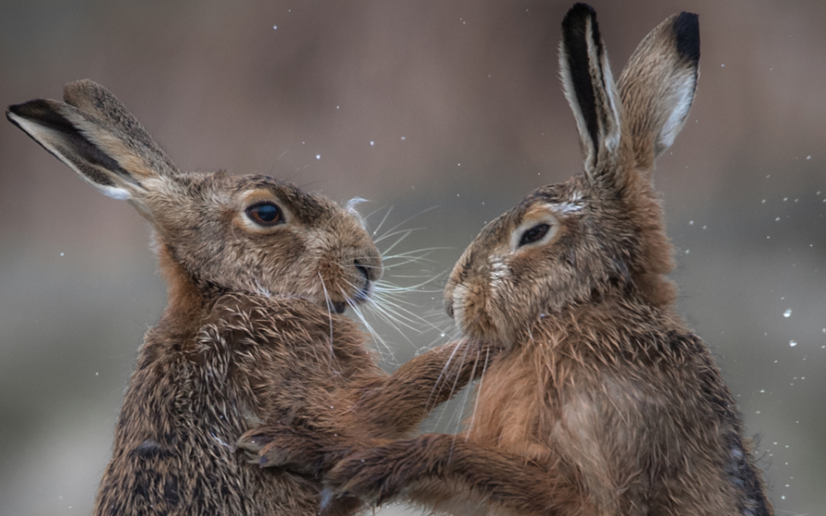 2056882-pair-hares-trading- 