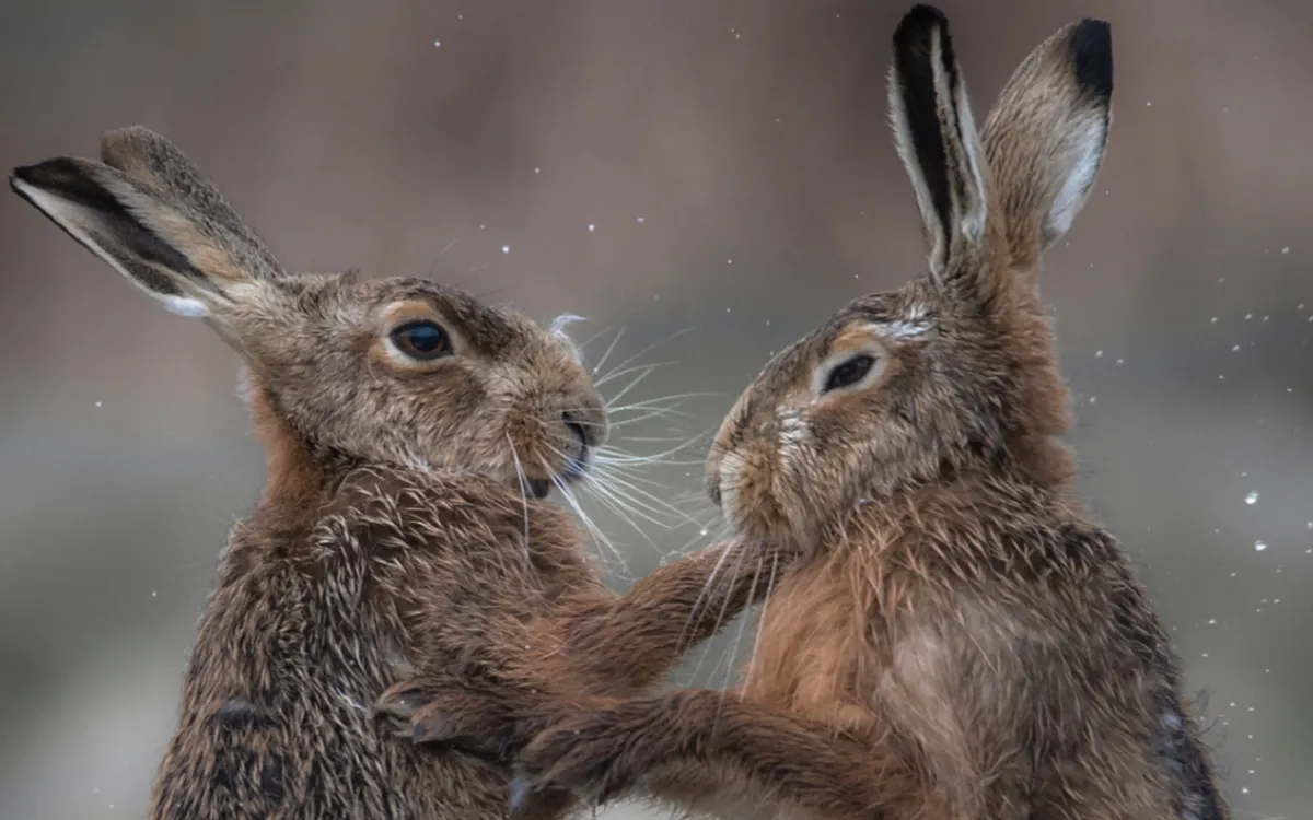 ‘Rabbit Fight Club’: Hares Caught on Camera Trading Punches in Funny ...