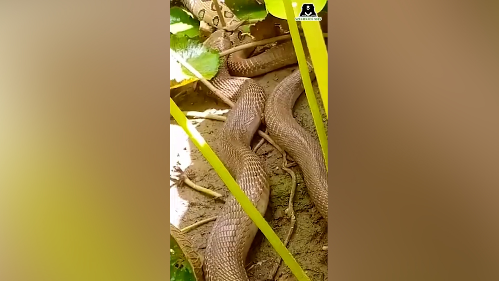 King cobra facts: size, habitat, diet, venom, image size:1920x1080